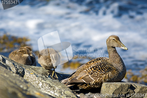 Image of Duckling family