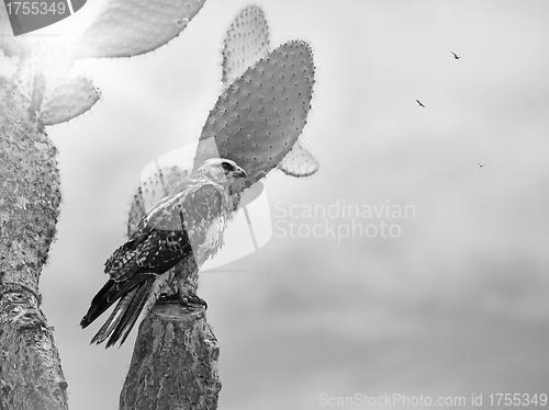 Image of Galapagos Hawk on Santa Fe