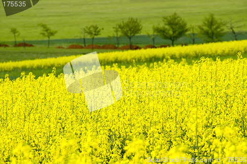 Image of Canola field 02