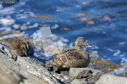 Image of Duckling family