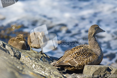 Image of Duckling family