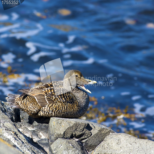 Image of Duckling family