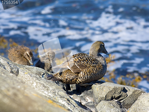 Image of Duckling family