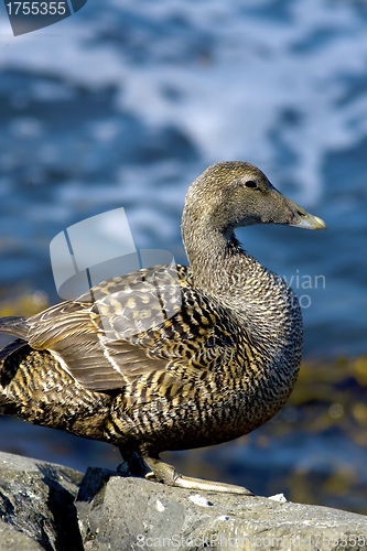 Image of Duckling family