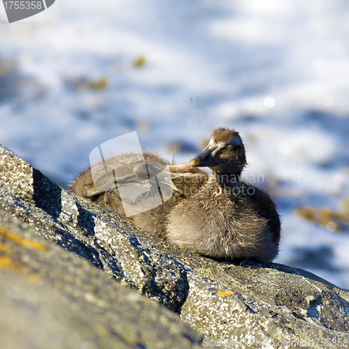 Image of Duckling family