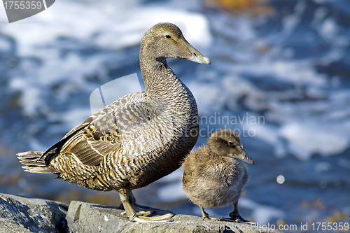 Image of Duckling family