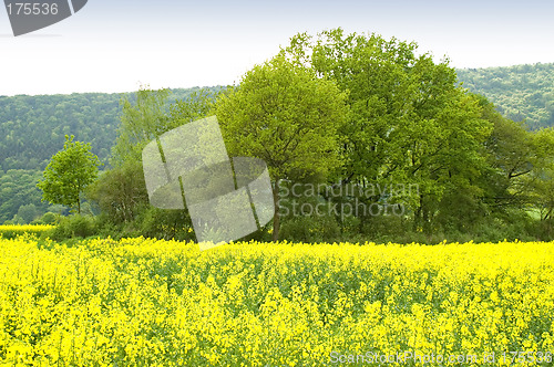 Image of Canola field 03