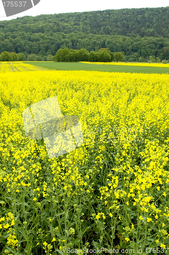 Image of Canola field 04