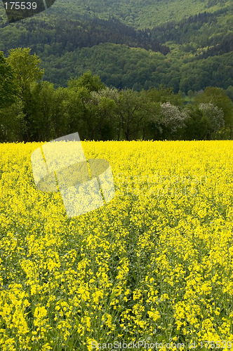 Image of Canola field 06