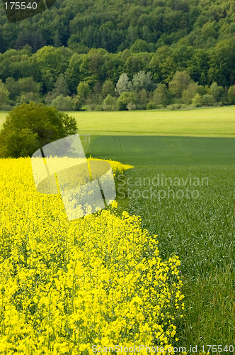 Image of Canola field 07