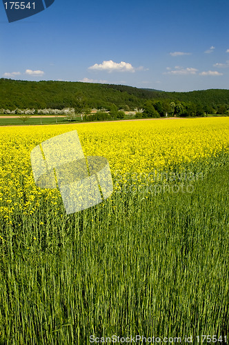 Image of Canola field 08