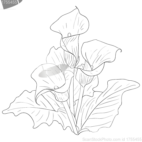 Image of Beautiful flowers calla lilies on a white background drawn by ha