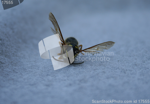 Image of Dead bee