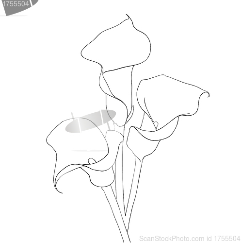 Image of floral design element and hand-drawn , vector illustration