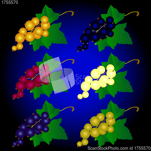 Image of  currant of different colors 