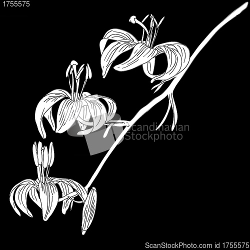 Image of vector lily flower isolated on black background