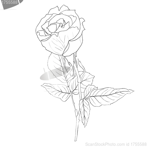 Image of floral design element and hand-drawn , vector illustration
