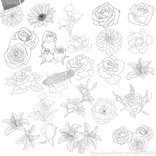 Image of Set of  in hand drawn style roses