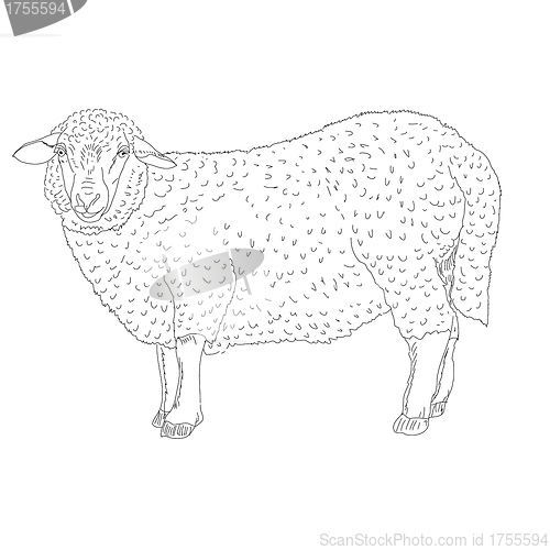 Image of sheep painted by hand 