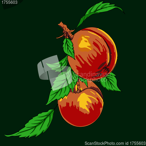 Image of Two peaches with leaves on a branch on a light background