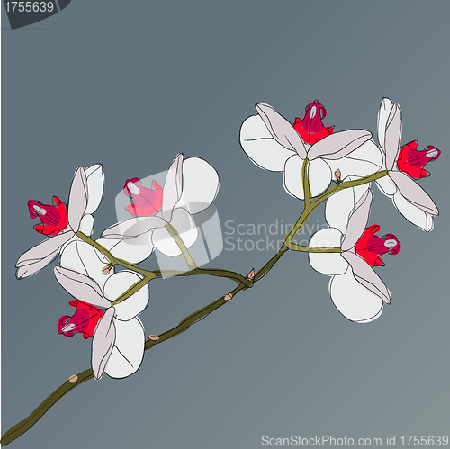 Image of twig blossoming orchids on a background