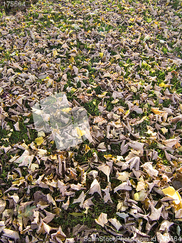 Image of Carpet of leaves 01