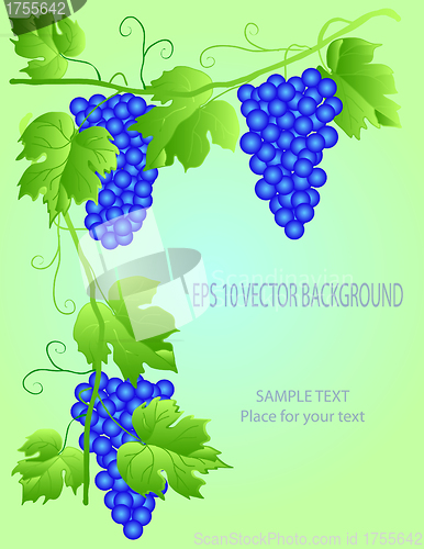 Image of vine with space for text