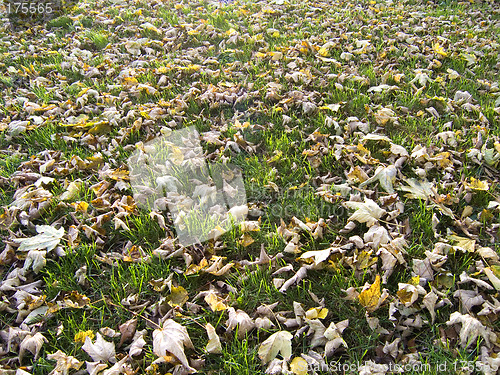 Image of Carpet of leaves 02