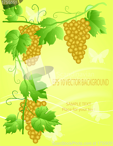 Image of decorative grape illustration