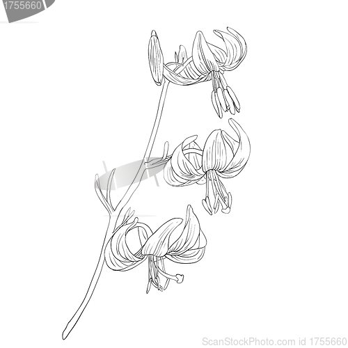 Image of Beautiful flowers on a white background drawn by hand