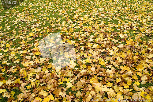 Image of Carpet of leaves 05