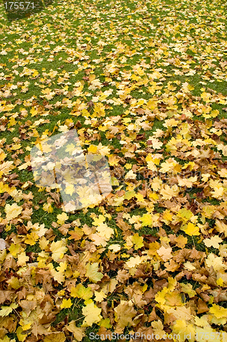 Image of Carpet of leaves 06