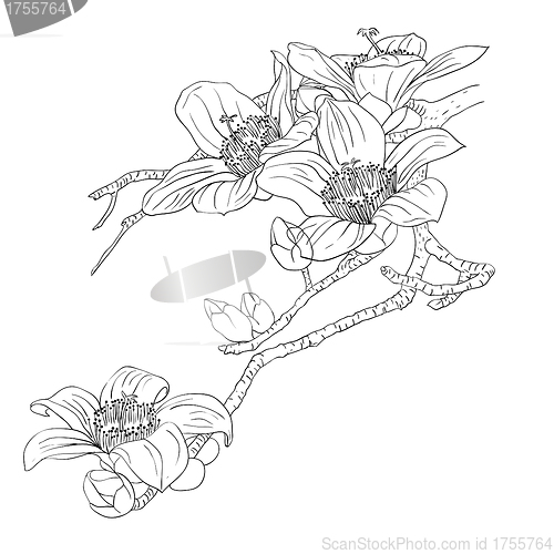 Image of tender twig blossoming orchids on a light background 