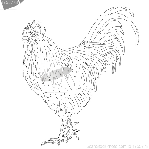 Image of Proud Rooster - Retro Ad Art Illustration