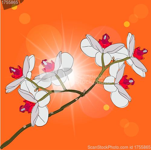 Image of twig blossoming orchids on a background