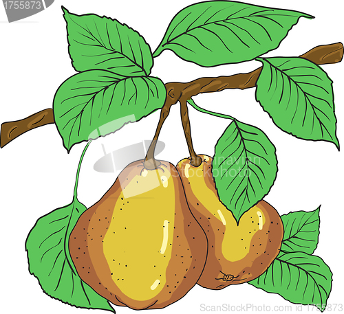 Image of Two mature yellow pears with leaves on a branch. A vector
