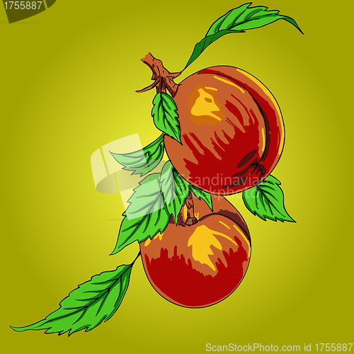 Image of Two peaches with leaves on a branch on a light background