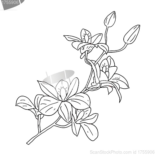 Image of twig blossoming orchids on a background