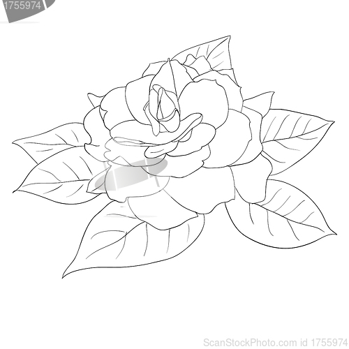 Image of Beautiful flowers roses on a white background drawn by hand