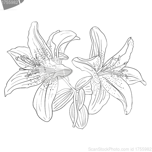 Image of Beautiful flowers on a white background drawn by hand