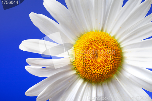 Image of Chamomile on blue background. Close-up view