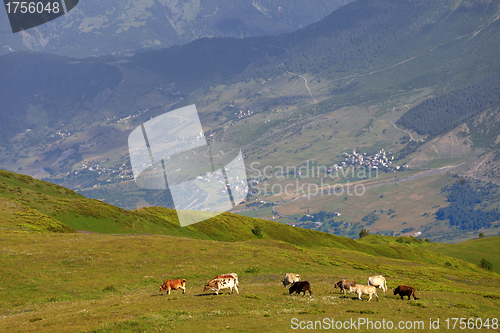 Image of Grazing cow on green meadow in Caucasus Mountains