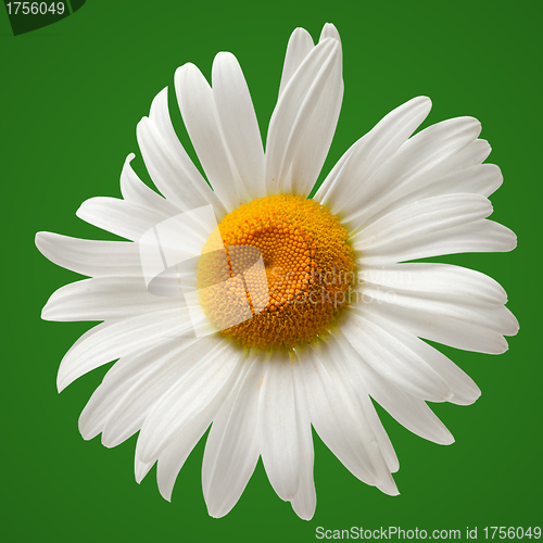 Image of Chamomile isolated on green background