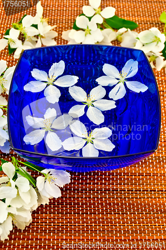 Image of Apple blossom in the blue cup of water