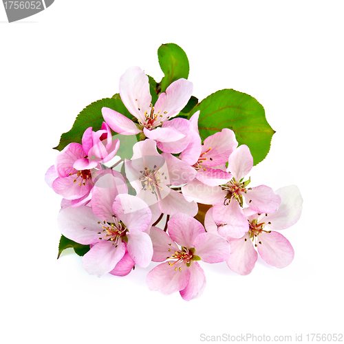 Image of Apple blossom pink