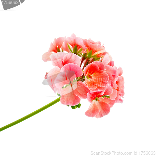 Image of Geranium pink