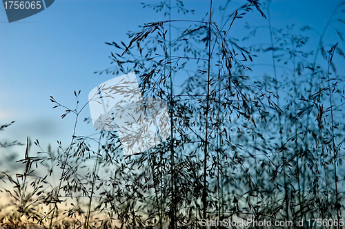 Image of Grass on the background of dark sky