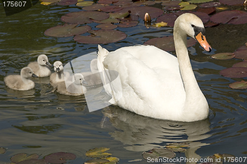 Image of Swan stroll 01