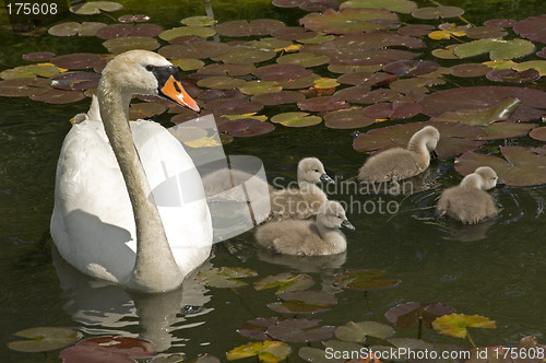 Image of Swan stroll 02