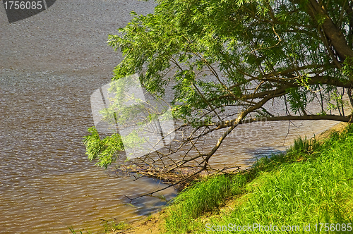 Image of Tree by the River